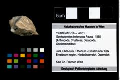 Foto (Objekt + Etikett) von Goniodromites bidentatus (Reuss, 1858)  (NHMW-GEO-1990-0041-3706)